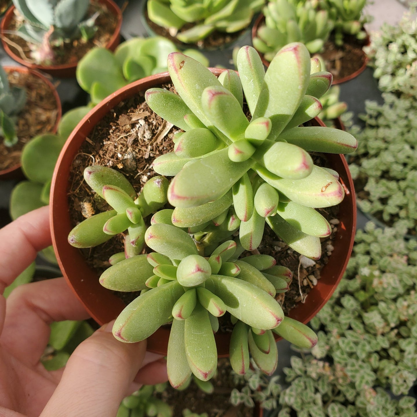 Crassula Nudicaulis Var. Herrei